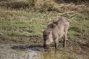 Indian Wild Boar (Sus scrofa cristatus) adult, feeding on waterplants at edge of lake, Ranthambore N. P
