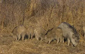 Indian Wild Boar (Sus scrofa cristatus) adult female with piglets, rooting in soil, Keoladeo Ghana N. P