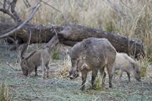 Rajasthan Prints: Indian Wild Boar (Sus scrofa cristatus) adult male with young