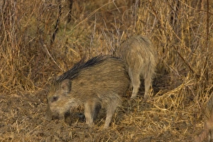 Rajasthan Prints: Indian Wild Boar (Sus scrofa cristatus) two piglets