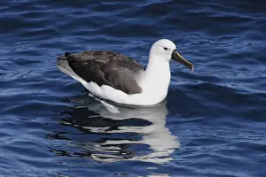 New South Wales Prints: Indian Yellow-nosed Albatross (Thalassarche carteri) adult