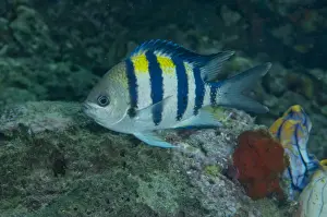 Indo-Pacific Sergeant Major (Abudefduf vaigiensis) adult, swimming in reef, Wayilbatan, West Papua, New Guinea, Indonesia
