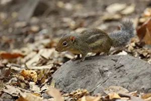 Kaeng Krachan Prints: Indochinese Ground Squirrel (Menetes berdmorei) adult