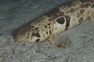 West Papua Prints: Indonesian Speckled Carpetshark (Hemiscyllium freycineti) adult