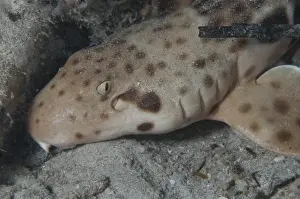 Indonesian Speckled Carpetshark (Hemiscyllium freycineti) adult, close-up of head, on seabed at night, Gam Island