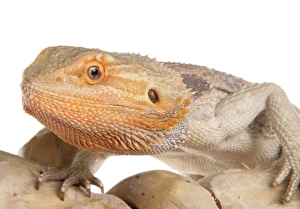 Dragon Prints: Inland Bearded Dragon (Pogona vitticeps) adult, close-up of head
