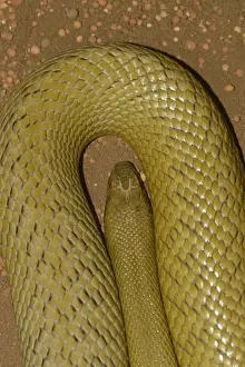 Dangerous Prints: Inland Taipan (Oxyuranus microlepidotus) worlds most venomous land snake