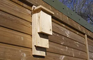 Natue Prints: Insect box fixed to hide, Lackford Lakes Nature Reserve, Suffolk, England, march
