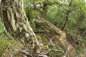 Interiors Prints: Interior of Southern Beech (Nothofagus sp)