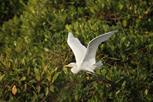 Egrets Prints: Intermediate Egret (Mesophoyx intermedia) adult