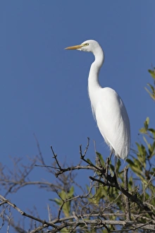 Intermediate Egret (Mesophoyx intermedia) adult, perched on branch, Gambia, january