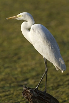 Intermediate Egret (Mesophoyx intermedia) adult, standing on log in swamp, Keoladeo Ghana N. P