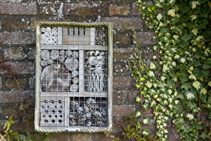 Hotel Prints: Invertebrate refuge fixed to brick wall, Norfolk, England, August