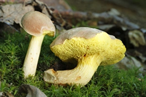 Bolete Prints: Iodine Bolete (Boletus impolitus) two fruiting bodies