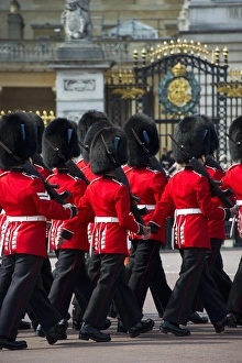 Irish Guards guardsmen in ceremonial uniforms, Changing of the Guard outside palace, Buckingham Palace