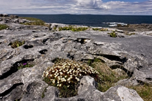 County Prints: Irish Saxifrage (Saxifraga rosacea) flowering