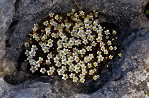 Irish Saxifrage (Saxifraga rosacea) flowering, growing in hollow on coastal limestone pavement, Poulsallagh