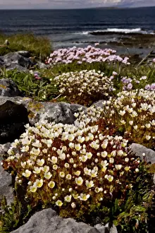 County Prints: Irish Saxifrage (Saxifraga rosacea) and Thrift (Armeria maritima) flowering
