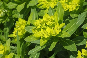 Pyrenees Prints: Irish Spurge (Euphorbia hyberna) close-up of flowers, Pyrenees, Ariege, France, may
