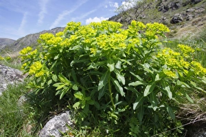 Pyrenees Prints: Irish Spurge (Euphorbia hyberna) flowering