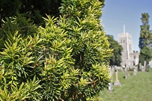 Varieties Prints: Irish Yew (Taxus baccata) Fastigiata