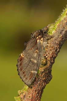 Iron Prominent Moth (Notodonta dromedarius) adult, resting on twig, Oxfordshire, England, may