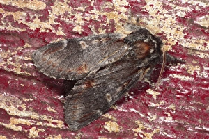 Iron Prominent Moth (Notodonta dromedarius) adult, resting on on old doorframe with flaking paint, Powys, Wales, june