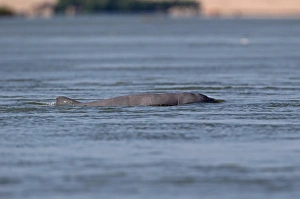 Critically Endangered Prints: Irrawaddy Dolphin (Orcaella brevirostris) adult
