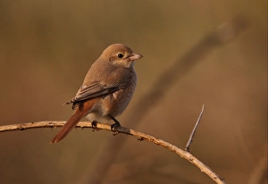 Vagrants Prints: Isabelline Shrike (Lanius isabellinus) immature