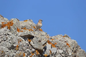 Lesbos Prints: Isabelline Wheatear (Oenanthe isabellina) adult