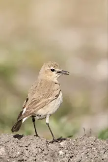 Wheatear Prints: Isabelline Wheatear (Oenanthe isabellina) adult female