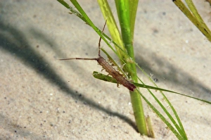 Isopod (Idotea linearis) adult, amongst eelgrass on sandy seabed, Studland Bay, Isle of Purbeck, Dorset, England