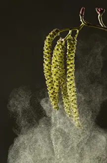 Italian Alder (Alnus cordata) introduced naturalised species, close-up of catkins shedding pollen, France, March