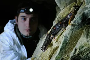 Cave Prints: Italian Cave Salamander (Speleomantes italicus) adult