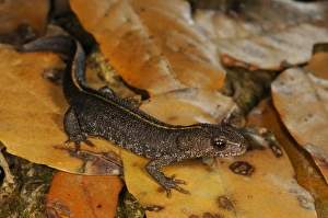 Land Prints: Italian Crested Newt (Triturus carnifex) adult