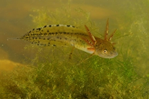 Larval Prints: Italian Crested Newt (Triturus carnifex) larva, underwater, Italy, june