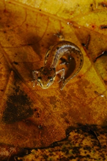 Salamanders Prints: Italian Newt (Triturus italicus) young, standing on wet leaf litter, Italy, september