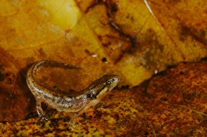 Italian Newt (Triturus italicus) young, standing on wet leaf litter, Italy, september
