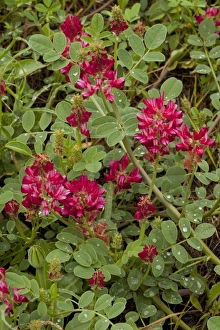 Italian Sainfoin (Hedysarum coronarium) flowering, legume cultivated for fodder, Italy, april