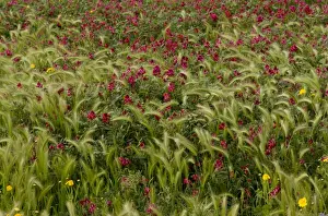 Italian Sainfoin (Hedysarum coronarium) flowering mass, growing in field as relic of former fodder crop, Sardinia