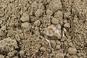 Sheltering Prints: Italian Spadefoot (Pelobates fuscus insubricus) young