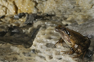 Cave Prints: Italian Stream Frog (Rana italica) adult, sheltering in cave, Italy, june
