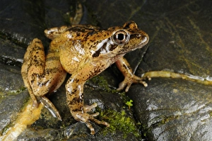 Italian Stream Frog (Rana italica) adult, sitting on rock, Italy, july