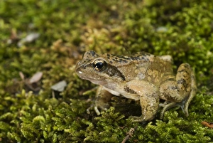 Liguria Prints: Italian Stream Frog (Rana italica) adult male