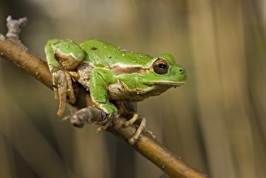 Tree Frog Prints: Italian Treefrog (Hyla intermedia) adult