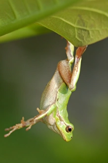 Italian Treefrog (Hyla intermedia) adult, hanging from leaf, Italy, april