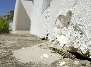Port Prints: Italian Wall Lizard (Podarcis sicula) introduced species