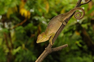Rain Forests Prints: Ituri Chameleon (Kinyongia gyrolepis) adult, clinging to branch, Kahuzi-Biega N. P