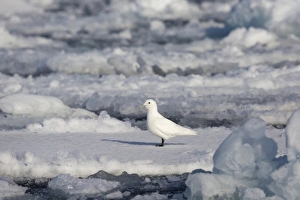 Seabird Prints: Ivory Gull (Pagophila eburnea) adult