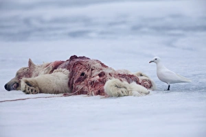Vulnerable Prints: Ivory Gull (Pagophila eburnea) adult
